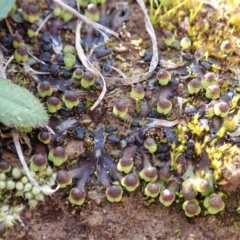 Asterella drummondii (A thallose liverwort) at Dunlop, ACT - 7 Jul 2020 by CathB