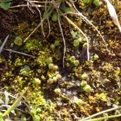 Asterella drummondii at Dunlop, ACT - 7 Jul 2020 02:05 PM