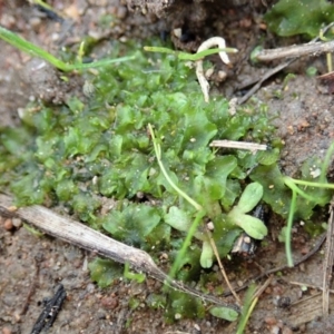 Phaeoceros sp. at Cook, ACT - 10 Jul 2020