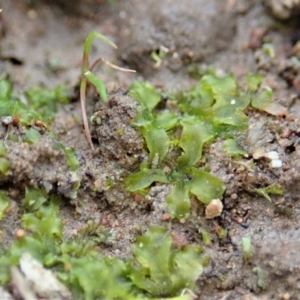 Phaeoceros sp. at Cook, ACT - 10 Jul 2020