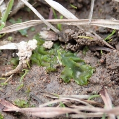 Phaeoceros sp. at Cook, ACT - 10 Jul 2020