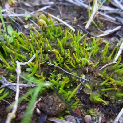 Phaeoceros sp. at Cook, ACT - 27 Aug 2014 by CathB