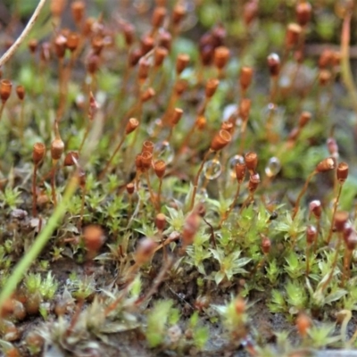 Entosthodon sp. at Mount Painter - 10 Jul 2020 by CathB