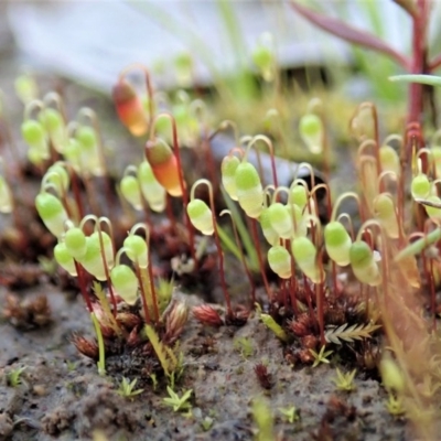 Bryaceae (family) (A moss) at Dunlop, ACT - 10 Jul 2020 by CathB