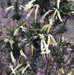 Styphelia triflora at Watson, ACT - 11 Jul 2020 11:35 AM