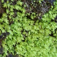 Fissidens sp. at Dunlop, ACT - 10 Jul 2020 by CathB