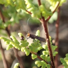 Braconidae (family) (Unidentified braconid wasp) at Mount Painter - 10 Jul 2020 by CathB