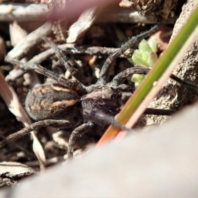 Lycosidae (family) (Wolf spider) at Cook, ACT - 10 Jul 2020 by CathB