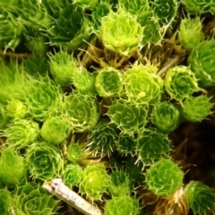 Rosulabryum sp. (A moss) at Dunlop, ACT - 7 Jul 2020 by CathB