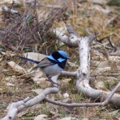 Malurus cyaneus (Superb Fairywren) at Black Range, NSW - 11 Jul 2020 by MatthewHiggins