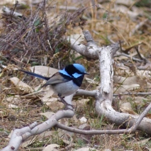 Malurus cyaneus at Black Range, NSW - 11 Jul 2020