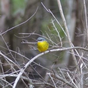 Eopsaltria australis at Black Range, NSW - 11 Jul 2020