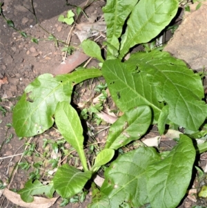 Nicotiana forsteri at Far Meadow, NSW - 7 Jul 2020