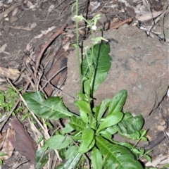 Nicotiana forsteri at Far Meadow, NSW - 7 Jul 2020 12:35 AM