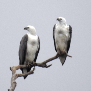 Haliaeetus leucogaster at Tuross Head, NSW - 11 Jul 2020 02:35 PM