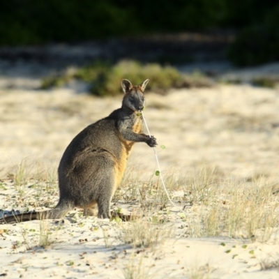 Wallabia bicolor (Swamp Wallaby) at Eden, NSW - 6 Jul 2020 by Leo