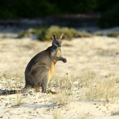 Wallabia bicolor (Swamp Wallaby) at Eden, NSW - 5 Jul 2020 by Leo