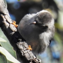 Daphoenositta chrysoptera (Varied Sittella) at ANBG - 11 Jul 2020 by HelenCross