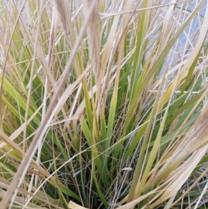 Cenchrus purpurascens at Forde, ACT - 10 Jul 2020