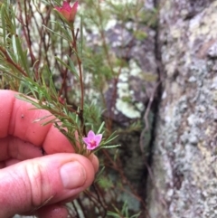 Crowea exalata subsp. exalata (Small Crowea) at Strathnairn, ACT - 11 Jul 2020 by NickiTaws