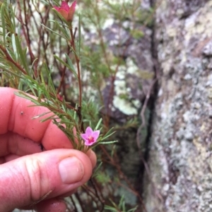 Crowea exalata subsp. exalata at Molonglo River Reserve - 11 Jul 2020