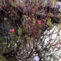 Crowea exalata subsp. exalata at Molonglo River Reserve - 11 Jul 2020