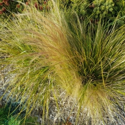 Nassella tenuissima (Mexican Feather Grass) at Forde, ACT - 9 Jul 2020 by Jiggy