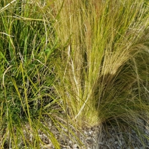 Nassella tenuissima at Forde, ACT - 10 Jul 2020