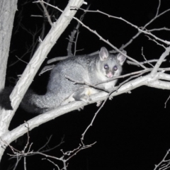 Trichosurus vulpecula (Common Brushtail Possum) at Wingecarribee Local Government Area - 8 Jul 2020 by GlossyGal