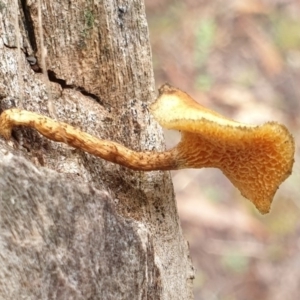 Lentinus arcularius at Cook, ACT - 6 Jul 2020 09:46 AM