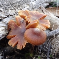zz agaric (stem; gill colour unknown) at O'Connor, ACT - 8 May 2020 by JanetRussell