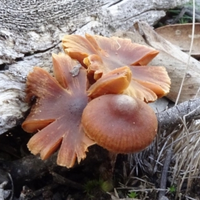 zz agaric (stem; gill colour unknown) at O'Connor, ACT - 8 May 2020 by JanetRussell