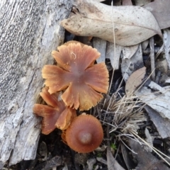 zz agaric (stem; gill colour unknown) at O'Connor, ACT - 8 May 2020 12:51 PM