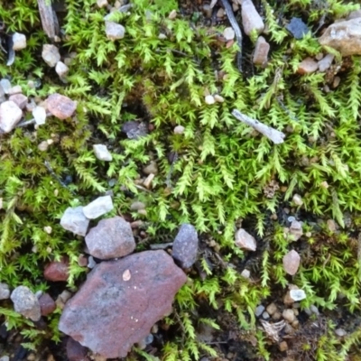 Triquetrella (A trailing moss) at O'Connor, ACT - 8 May 2020 by JanetRussell