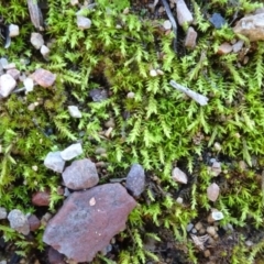 Triquetrella (A trailing moss) at Bruce Ridge - 8 May 2020 by JanetRussell