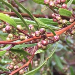 Dodonaea viscosa (Hop Bush) at Sutton, NSW - 11 Jul 2020 by JaneR