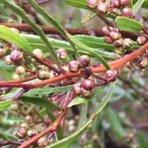 Dodonaea viscosa at Sutton, NSW - 11 Jul 2020
