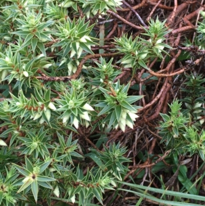 Melichrus urceolatus (Urn Heath) at Bywong, NSW - 11 Jul 2020 by JaneR