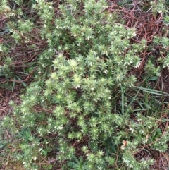 Melichrus urceolatus at Bywong, NSW - 11 Jul 2020