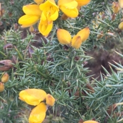 Ulex europaeus (Gorse) at Bywong, NSW - 11 Jul 2020 by JaneR