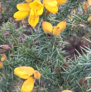 Ulex europaeus at Bywong, NSW - 11 Jul 2020