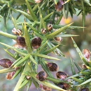 Ulex europaeus at Bywong, NSW - 11 Jul 2020