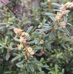 Pomaderris angustifolia (Pomaderris) at Bywong, NSW - 11 Jul 2020 by JaneR