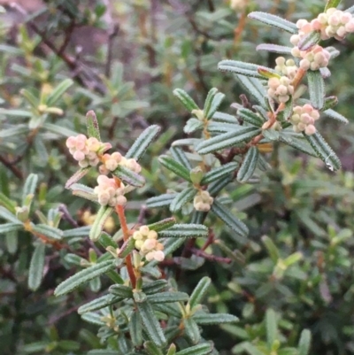 Pomaderris angustifolia (Pomaderris) at Bywong, NSW - 11 Jul 2020 by JaneR