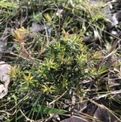 Leucopogon juniperinus at Budgong, NSW - 10 Jun 2020