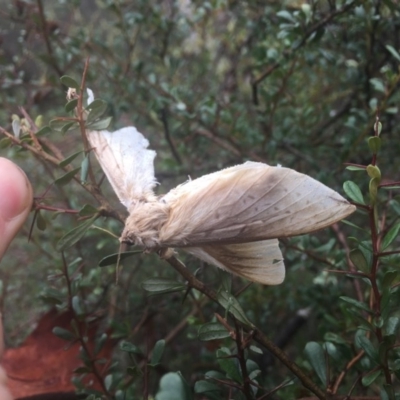 Oxycanus (genus) (Unidentified Oxycanus moths) at Hackett, ACT - 11 Jul 2020 by WalterEgo