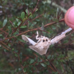 Oxycanus (genus) at Hackett, ACT - 11 Jul 2020