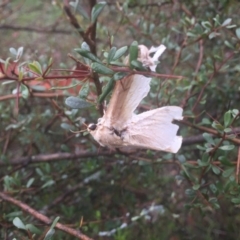 Oxycanus (genus) at Hackett, ACT - 11 Jul 2020