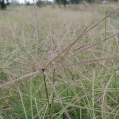 Chloris truncata (Windmill Grass) at Molonglo, ACT - 2 Mar 2020 by michaelb