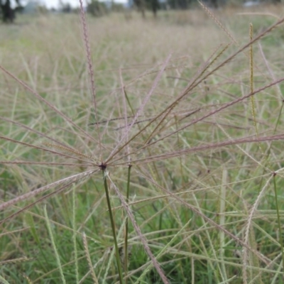 Chloris truncata (Windmill Grass) at Molonglo, ACT - 2 Mar 2020 by MichaelBedingfield